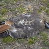 Birdwatcher Arrested For Taking Pale Male's Dead Mate Home